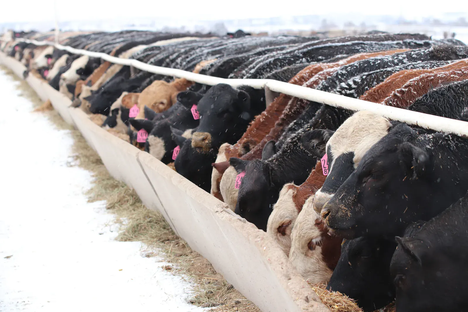 Cattle eating along a bunk at Wilroads Feed Yard