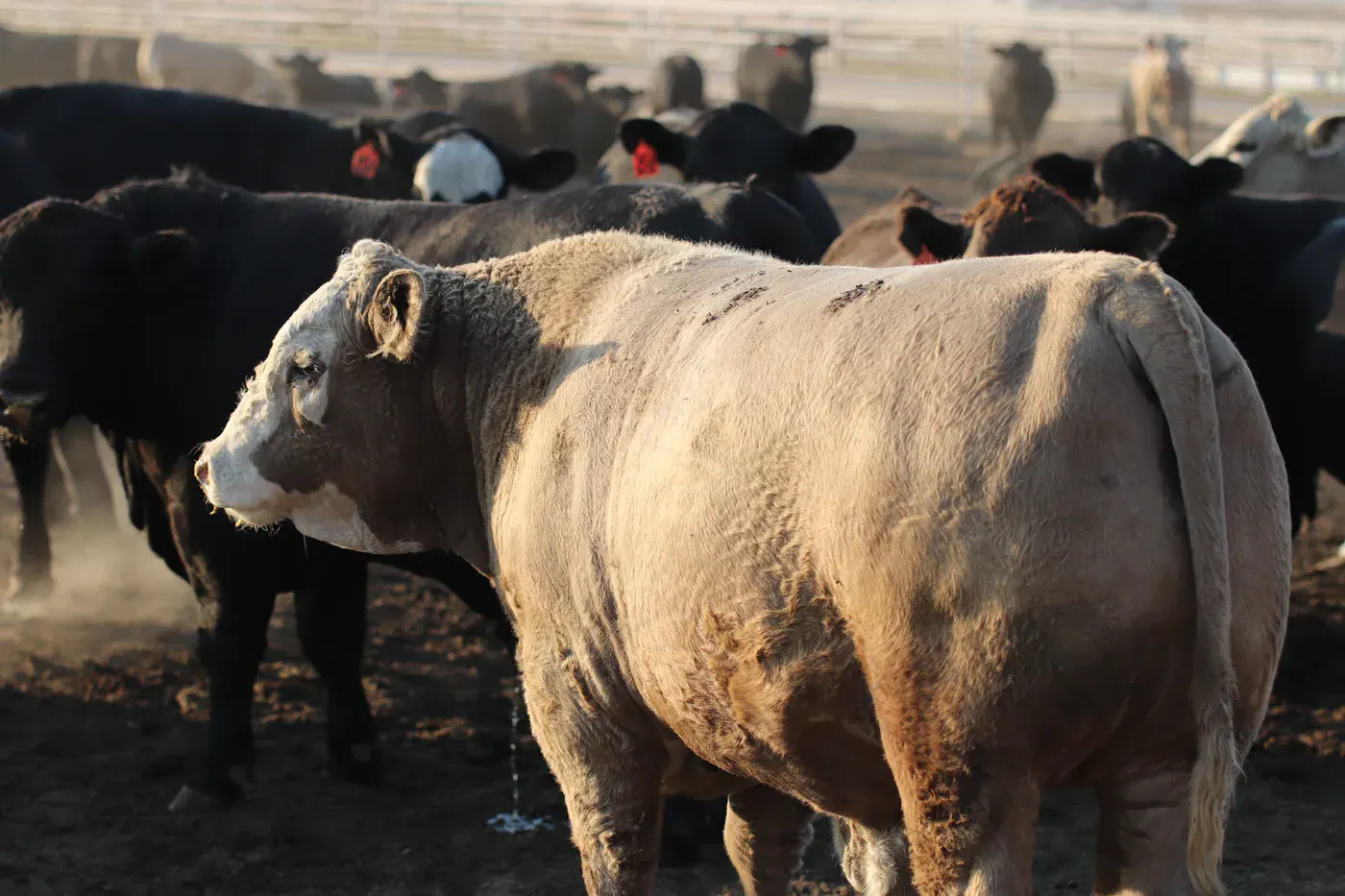 Close view of cattle at Wilroads Feed Yard