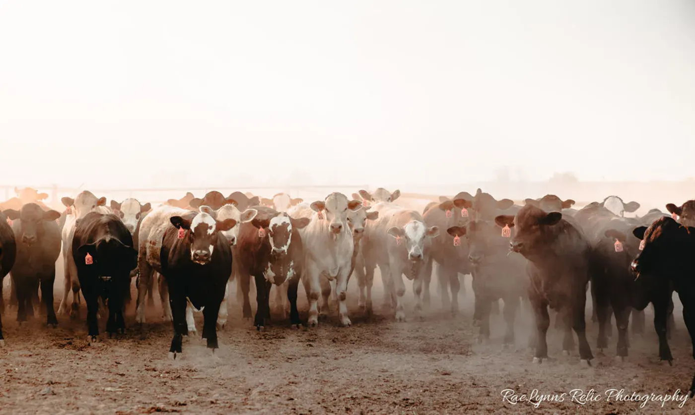 Cattle moving through a pen at Wilroads Feed Yard