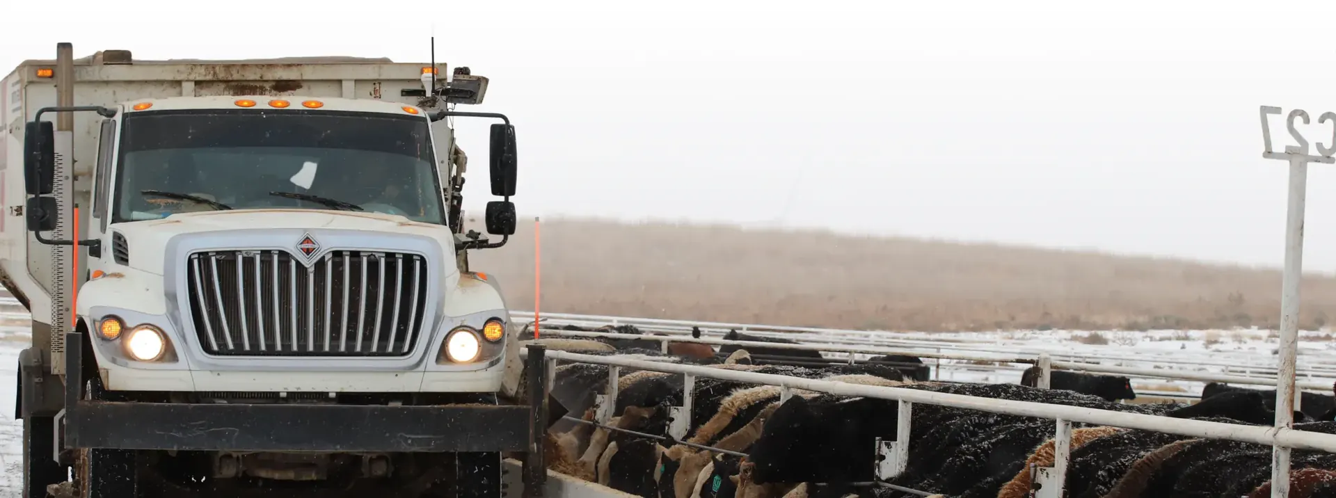 Feed truck serving cattle at Wilroads Feed Yard