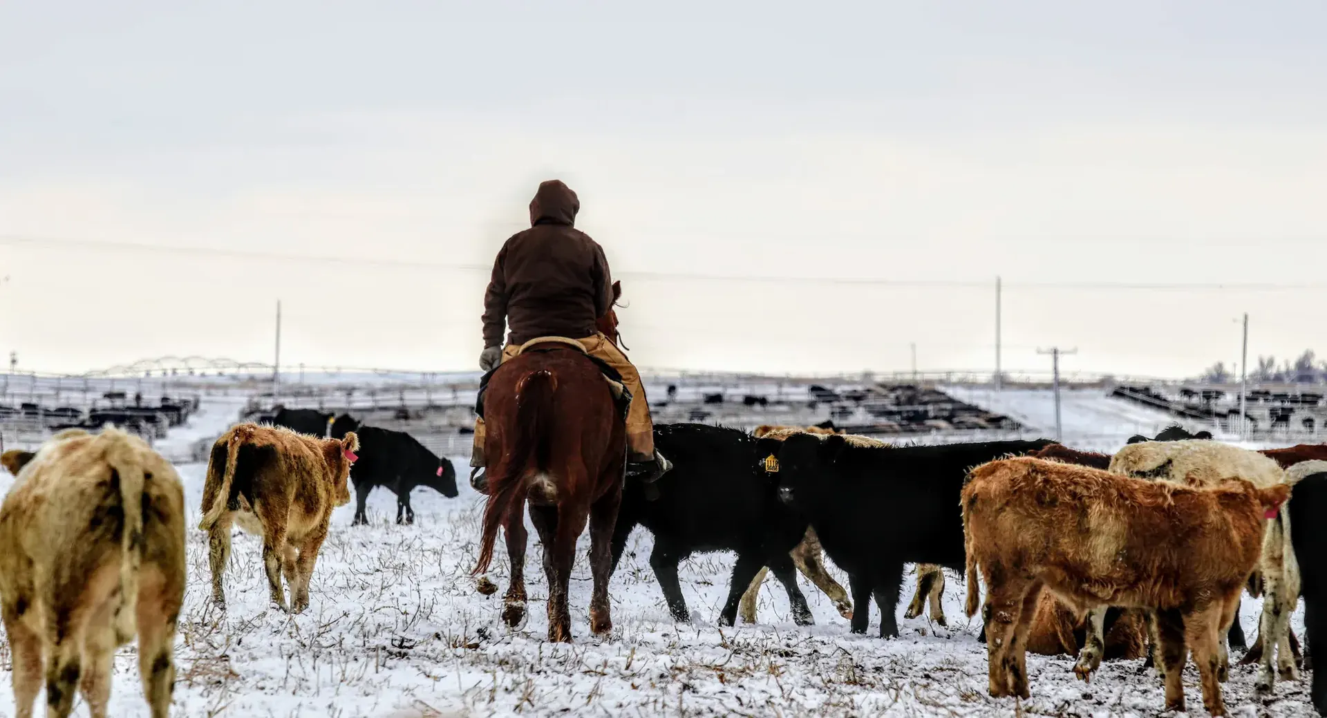 Rider moving cattle through a snowy Wilroads pasture